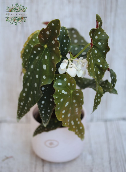 Blumenlieferung nach Budapest - Begonia maculata) im Topf