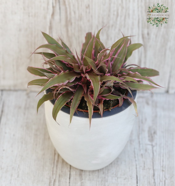 flower delivery Budapest - Rhoeo spathacea in pot