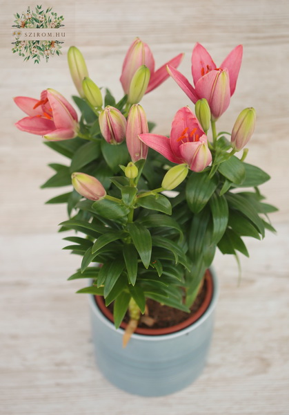 flower delivery Budapest - Lilies in pot