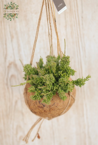 Blumenlieferung nach Budapest - Kokodama Rhipsalis