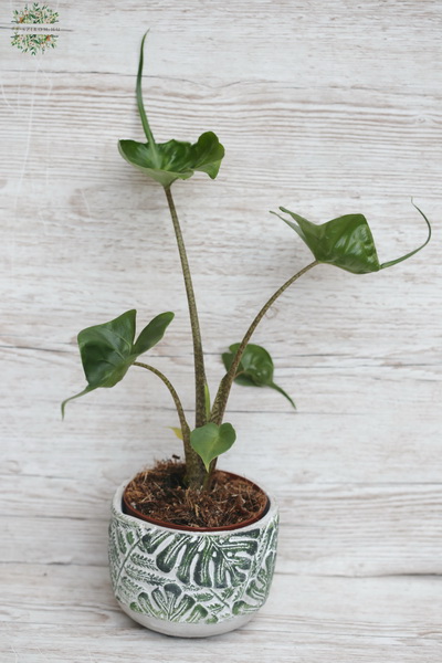 flower delivery Budapest - Allocasia Stingray with pot