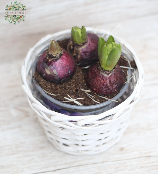 flower delivery Budapest - colorful hyacinths in basket