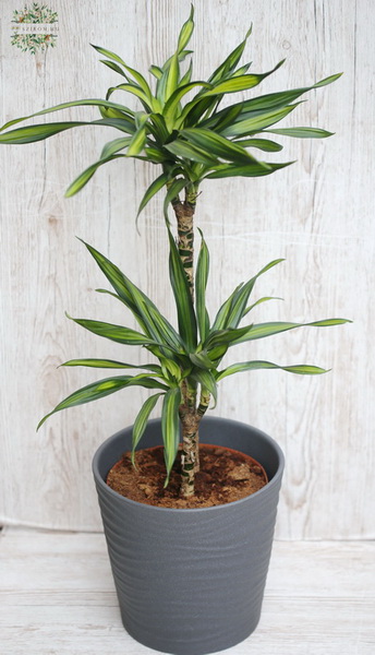 flower delivery Budapest - Dracena Riki with pot, medium