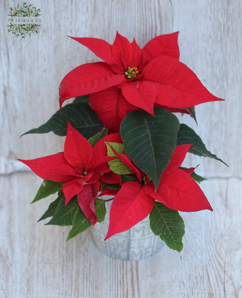 flower delivery Budapest - Euphorbia pulcherina in Ceraamic pot