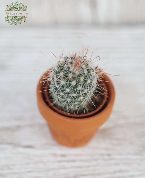 flower delivery Budapest - Mini cactus