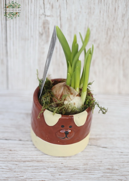 flower delivery Budapest - Daffodil in animal pot