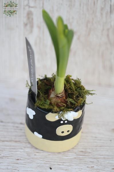 flower delivery Budapest - Daffodil in animal pot