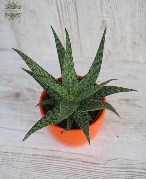 Virágküldés Budapest - Aloe kaspóban