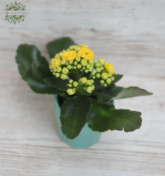 flower delivery Budapest - mini kalanchoe in pot