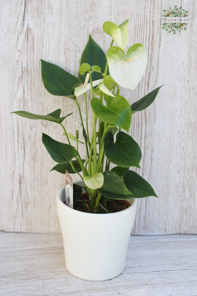 Blumenlieferung nach Budapest - Anthurium im Topf