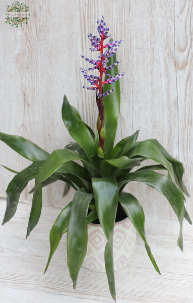 Virágküldés Budapest - Aechmea Blue Rain