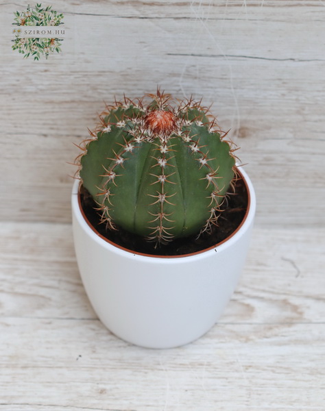 flower delivery Budapest - Melocactus in pot - indoor plant