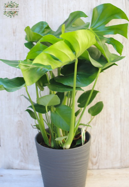 flower delivery Budapest - monstera 
