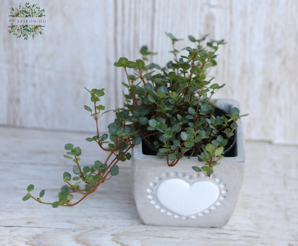 Blumenlieferung nach Budapest - Pilea im Topf mit Herzmuster - Zimmerpflanze
