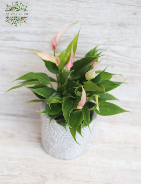 Blumenlieferung nach Budapest - Anthurium 'Lilli' im Topf - Zimmerpflanze