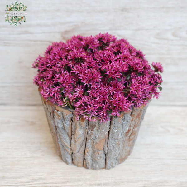 Blumenlieferung nach Budapest - Sedum Solarity im Topf - Balkonpflanze