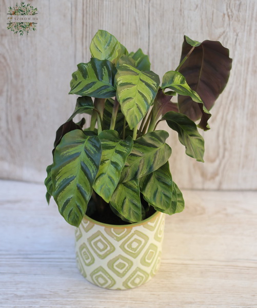 Blumenlieferung nach Budapest - Calathea im Topf - Zimmerpflanze
