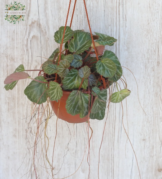 flower delivery Budapest - Saxifraga with pot
