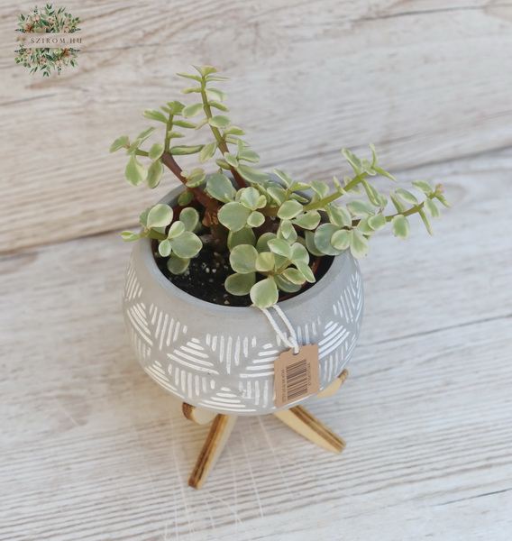 flower delivery Budapest - Succulent in pot with feet