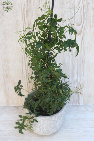 Blumenlieferung nach Budapest - Jasminum