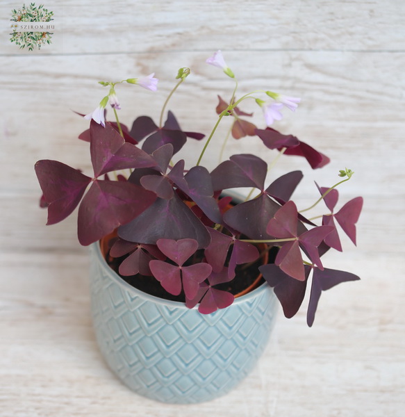 Virágküldés Budapest - Oxalis vörös lóhere