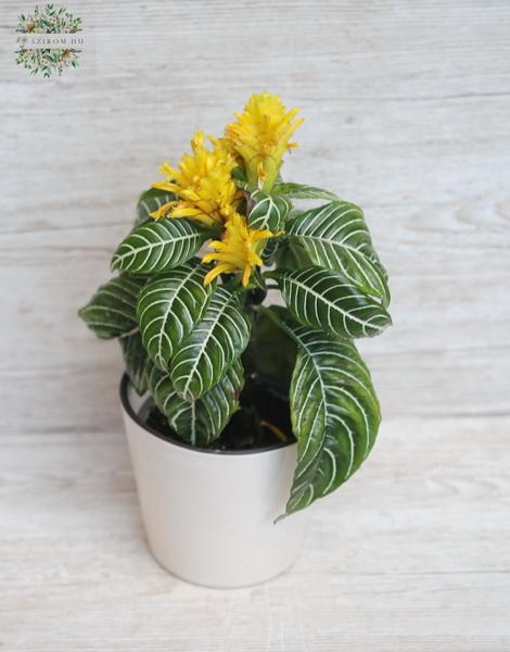 Blumenlieferung nach Budapest - Aphelandra squarrosa