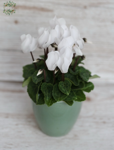 flower delivery Budapest - mini Cyclamen