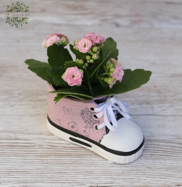 flower delivery Budapest - Mini coral flower in sneakers pot