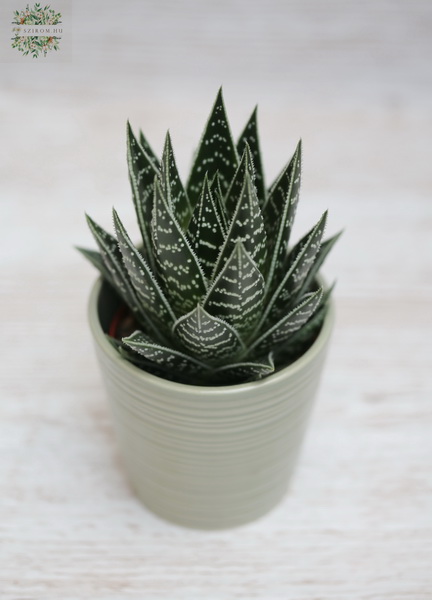 Blumenlieferung nach Budapest - Aloe tiki tahi im Topf