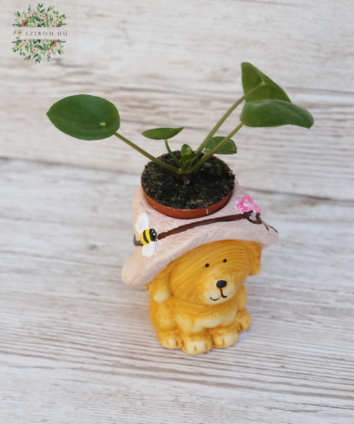 Blumenlieferung nach Budapest - Pilea im Hundetopf