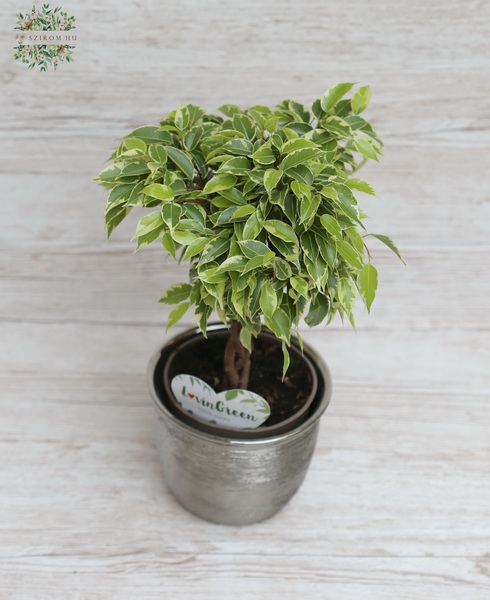 flower delivery Budapest - Ficus benjamina with a braided trunk in a pot
