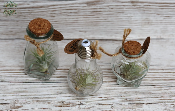 flower delivery Budapest - Tillandsia in a special glass (1 pc.)