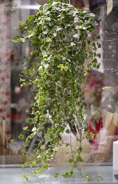flower delivery Budapest - Big Running Ivy