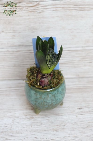 flower delivery Budapest - Hyacinth in Pot