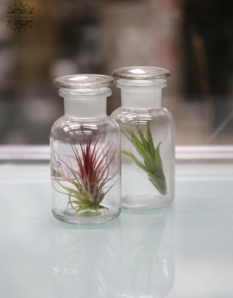 flower delivery Budapest - Tillandsia in a polished corked glass