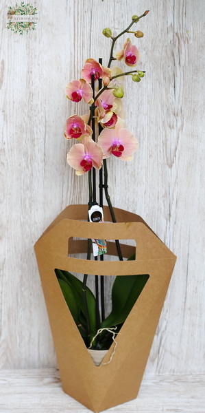 flower delivery Budapest - Phalaenopsis plant with paper bag and pot