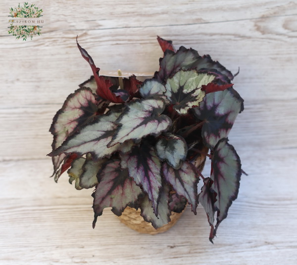 flower delivery Budapest - king begonia in pot