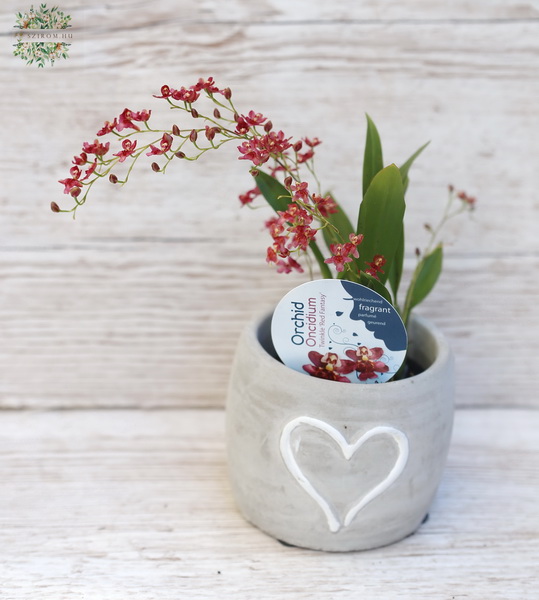 flower delivery Budapest - mini orchyd Oncidium in pot