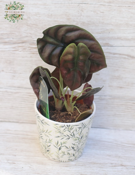 Virágküldés Budapest - Alocasia cuprea kaspóban (20cm)
