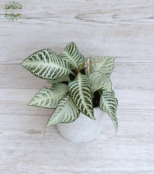 flower delivery Budapest - Aphelandra White Wash in a pot