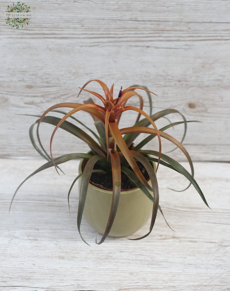 flower delivery Budapest - special brown Tillandsia in pot (20cm)