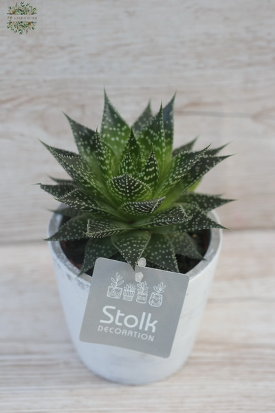 Blumenlieferung nach Budapest - Gasteraloe aurora White Wash im Topf