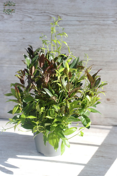 flower delivery Budapest - Leucothoe in pot (30cm)