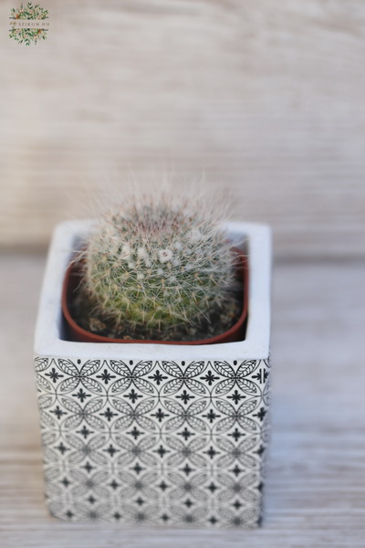 flower delivery Budapest - Mammilaria cactus in a pot