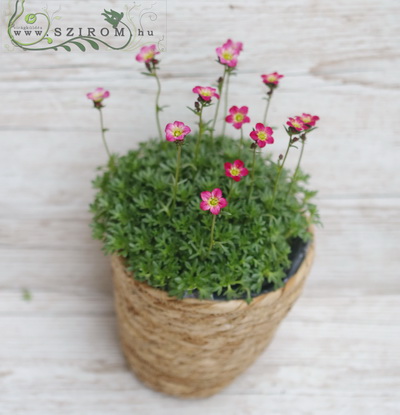 flower delivery Budapest - Saxifraga Pete in pot, rock garten, balkony