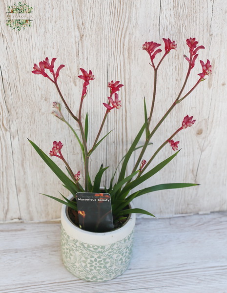 Blumenlieferung nach Budapest - Anigozanthos  mit Topf