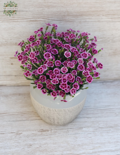 Blumenlieferung nach Budapest - Carnation mit Topf