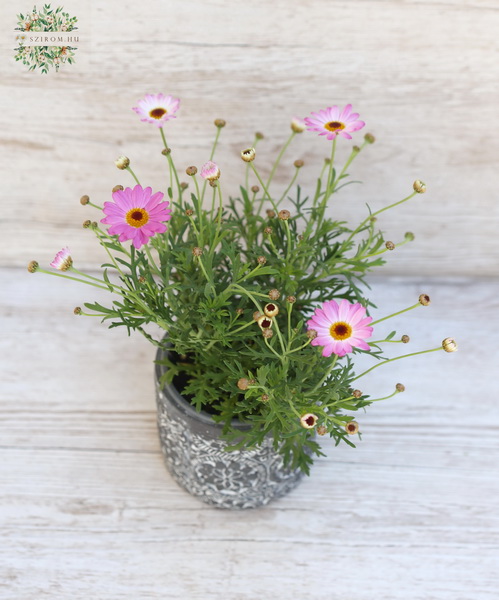 Blumenlieferung nach Budapest - Argyranthemum mit Topf