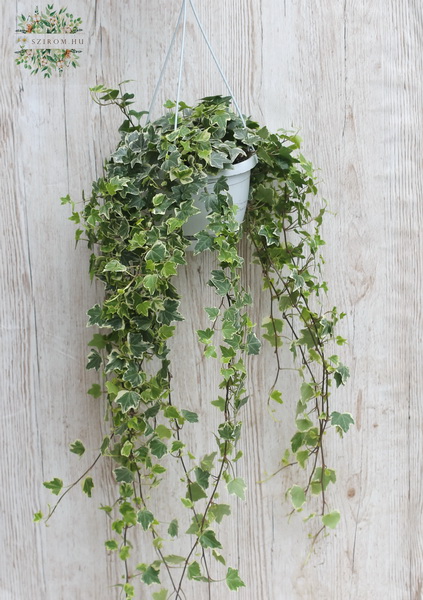 flower delivery Budapest - ivy in a hanging pot