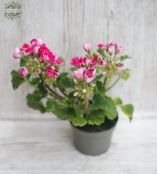 Blumenlieferung nach Budapest - Pelargonium zonale